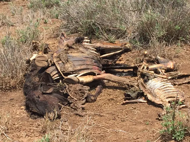 Dead cattle in Kenya - 18/10/2017