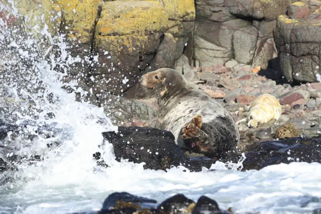 Seal and pup