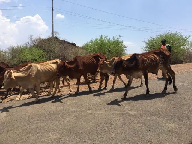 Thin cattle in Kenya - 18/10/2017