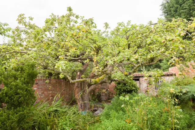 Bramley Apple Tree