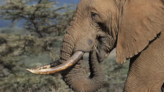 A bull elephant in Kenya