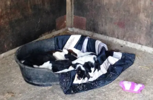 The five puppies who were found by a member of the public