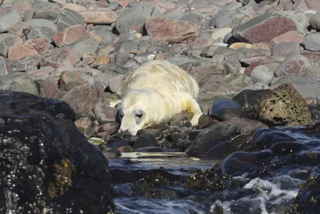 Seal pup