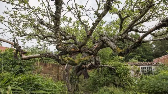 Original Bramley apple tree