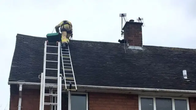 Cat on roof