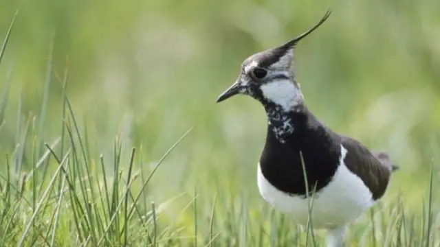 Lapwing