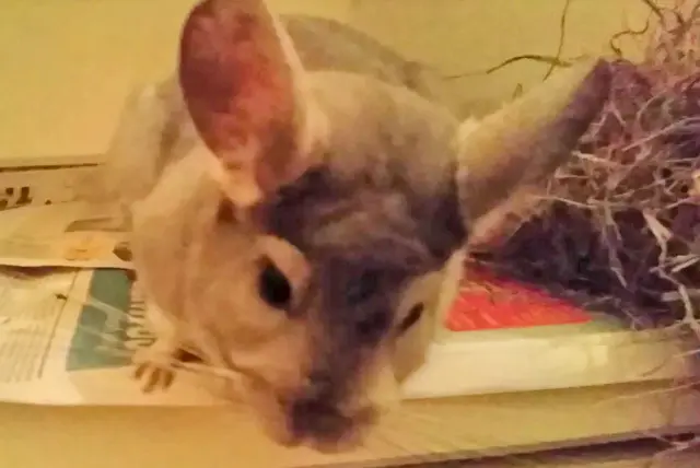 Chinchilla