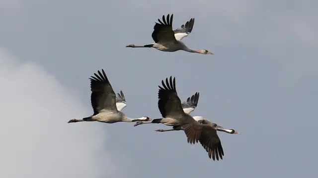 Cranes in flight