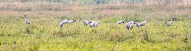 Cranes at the Wildfowl and Wetlands Trust reserve at Welney