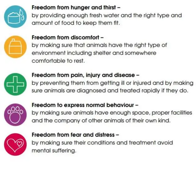 RSPCA five freedoms