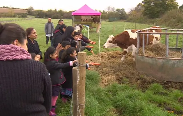 Cow greets visitors at Ahimsa Farm