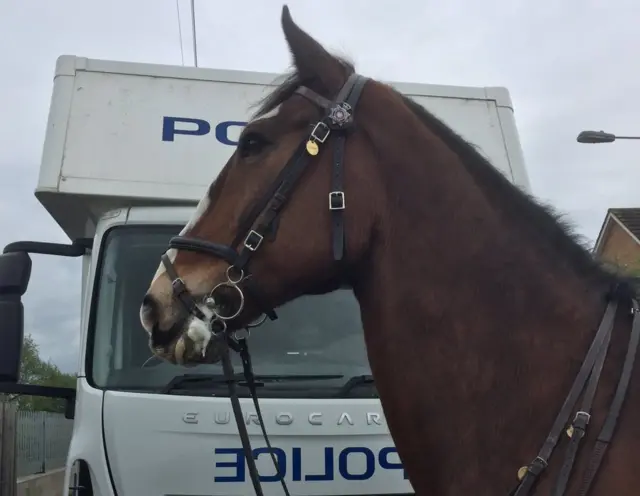 Police Horse Connor