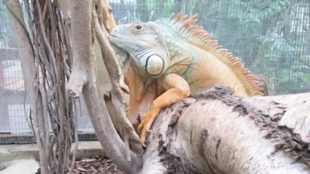 George the Iguana