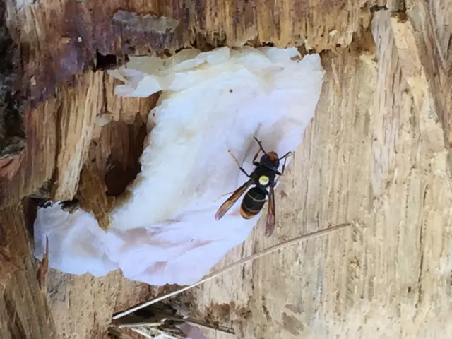 Asian hornet