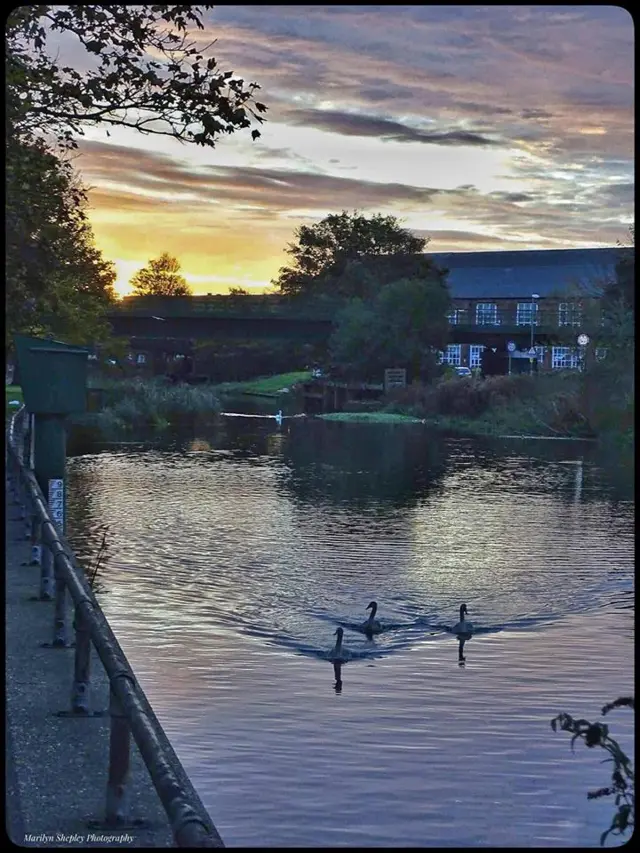 Three swans swim along the Brayford as the sun rises