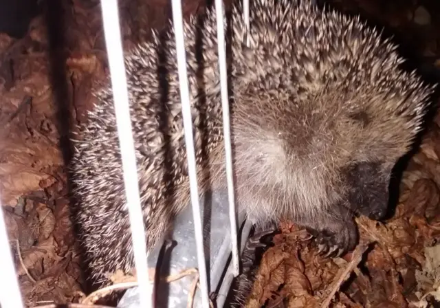 Hedgehog stuck in railings