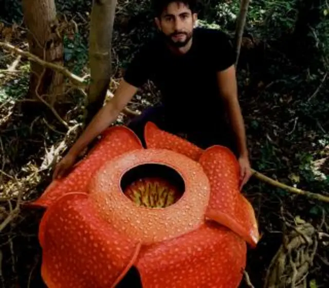 Rafflesia