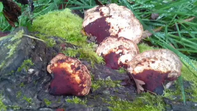 Fungi in Birstall