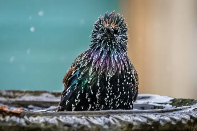 Wet starlings