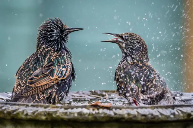 Starlings at Farmoor