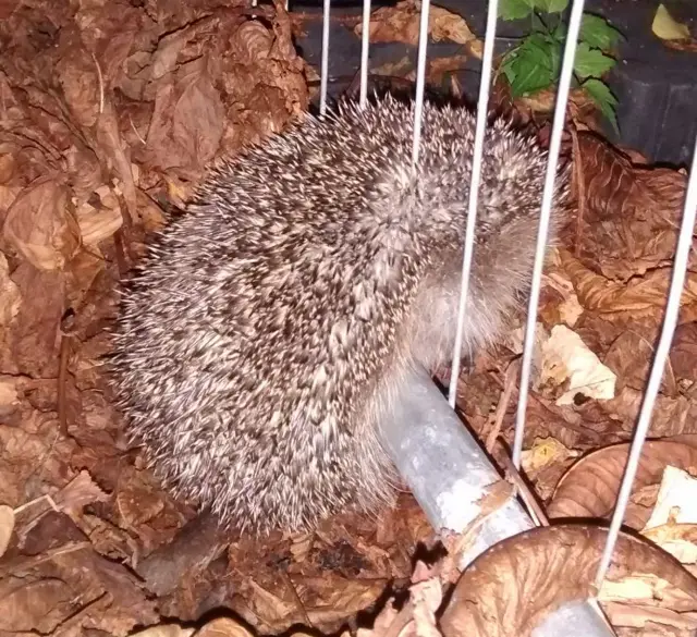 Hedgehog stuck in railings