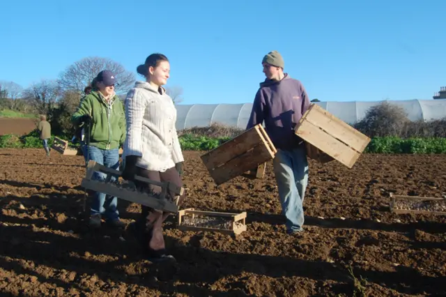 Staff at a Jersey potato farm