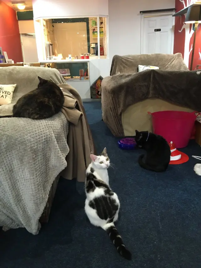 Cat cafe in Hull