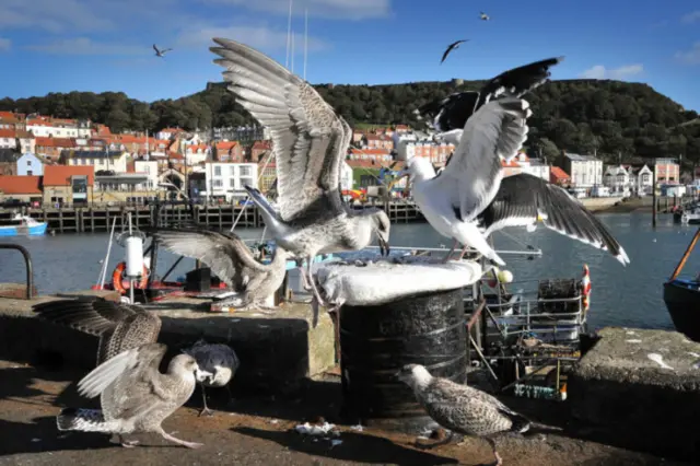 Gulls