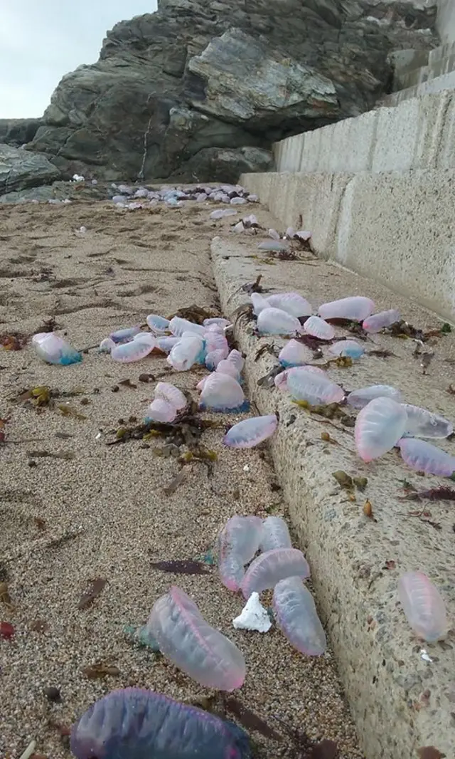 Portuguese man-of-war