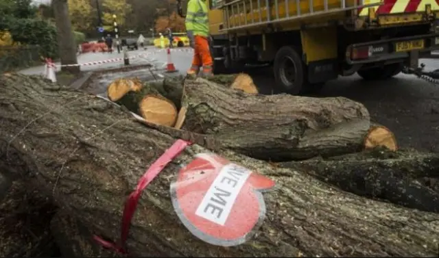 Felled tree with save me poster on it