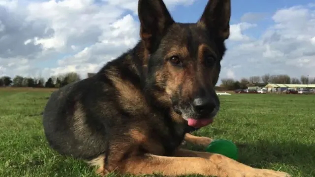 Police dog Finn