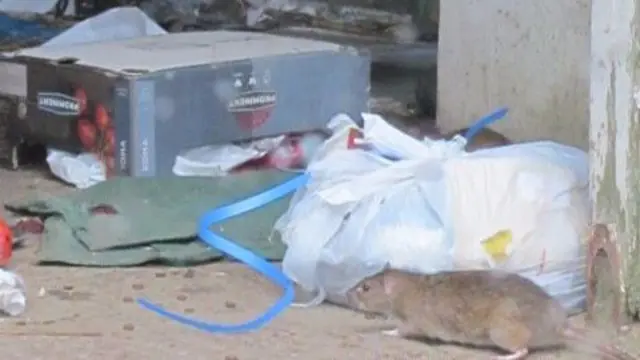 Rubbish and a rat at a Jersey rental property