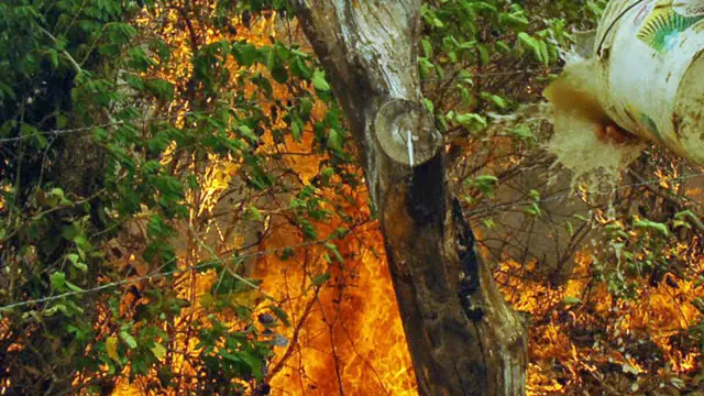 Someone throwing a bucket of water at a bush fire