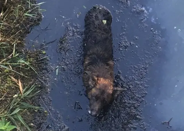 Dog stuck in ditch