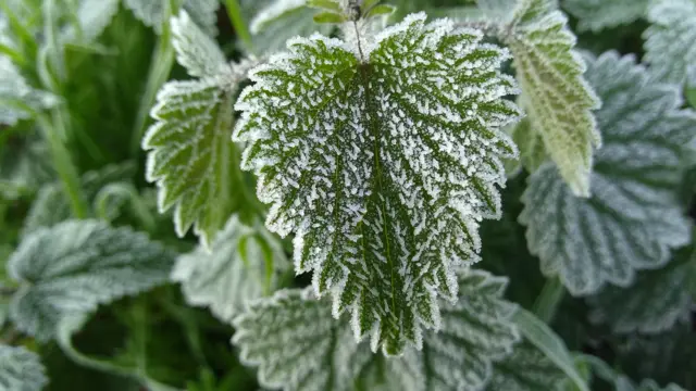 Frosty leaf