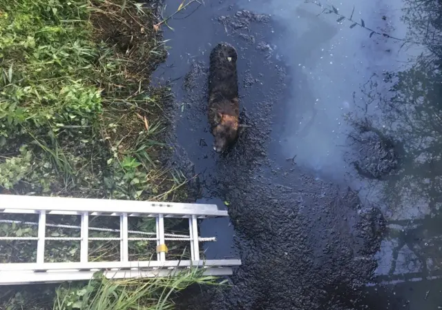 Dog stuck in mud