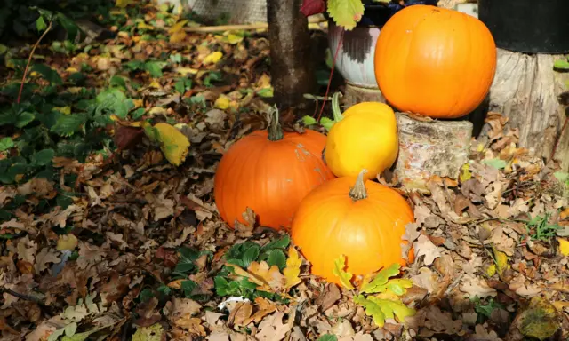 Pumpkins