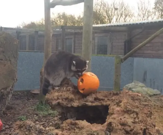 Raccoon with pumpkin