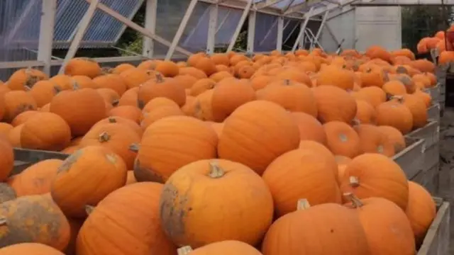 Pumpkins at a Guernsey farm
