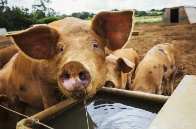 Pig Farming