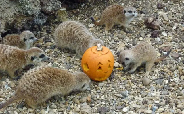 Meerkats with pumpkin