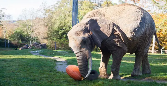 Duchess the elephant and pumpkin. Pic: Paignton Zoo