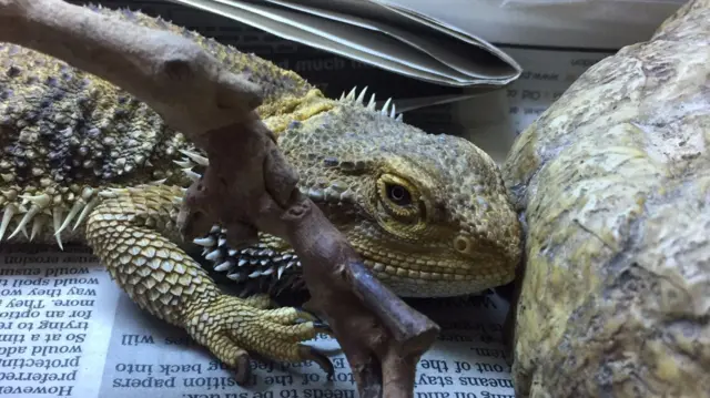 A reptile in the GSPCA's care