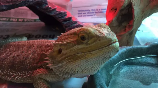 A lizard in the care of the GSPCA