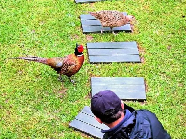 East Leake peacock Weather Watchers