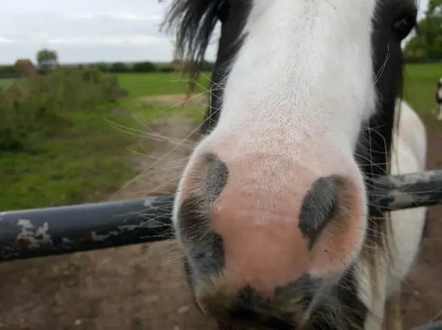 East Bridgford horse weather