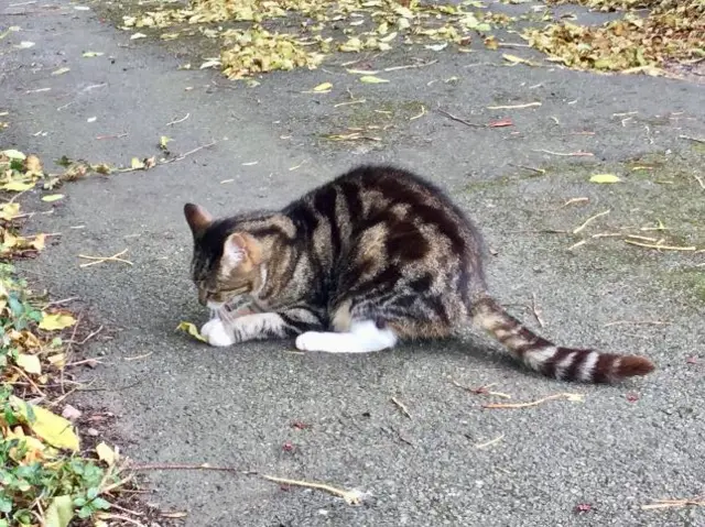 Cat Kegworth chasing leaves weather