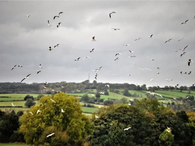 Birds Brailsford weather