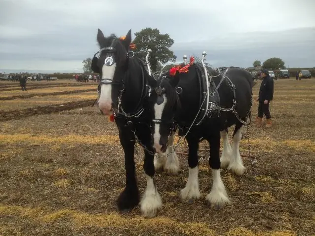 Longford horse weather