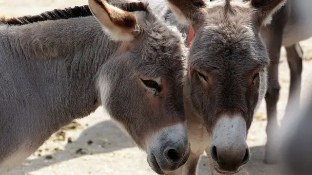 Donkeys standing together